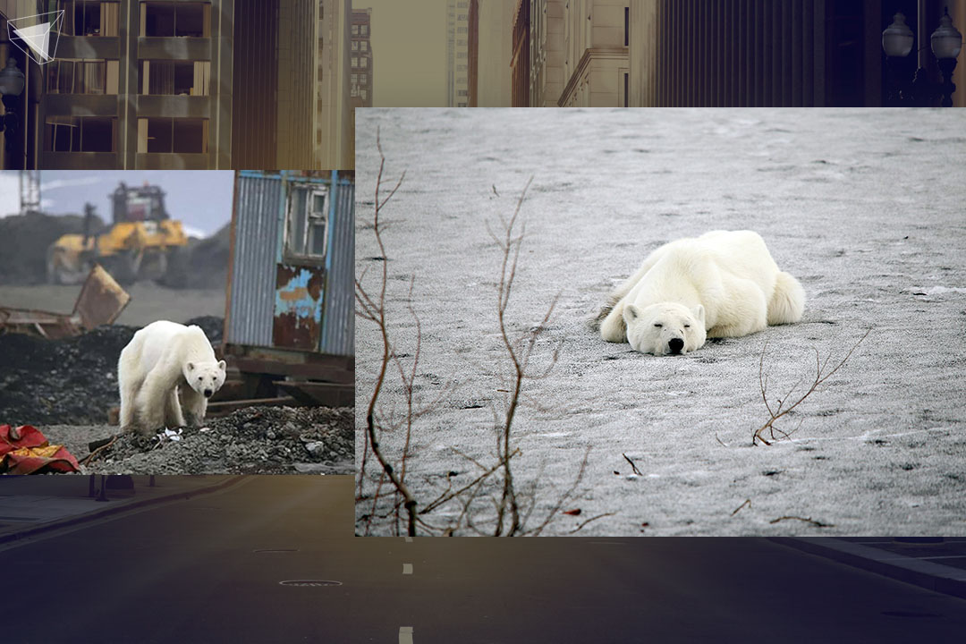 หมีขั้วโลก ภาวะโลกร้อน