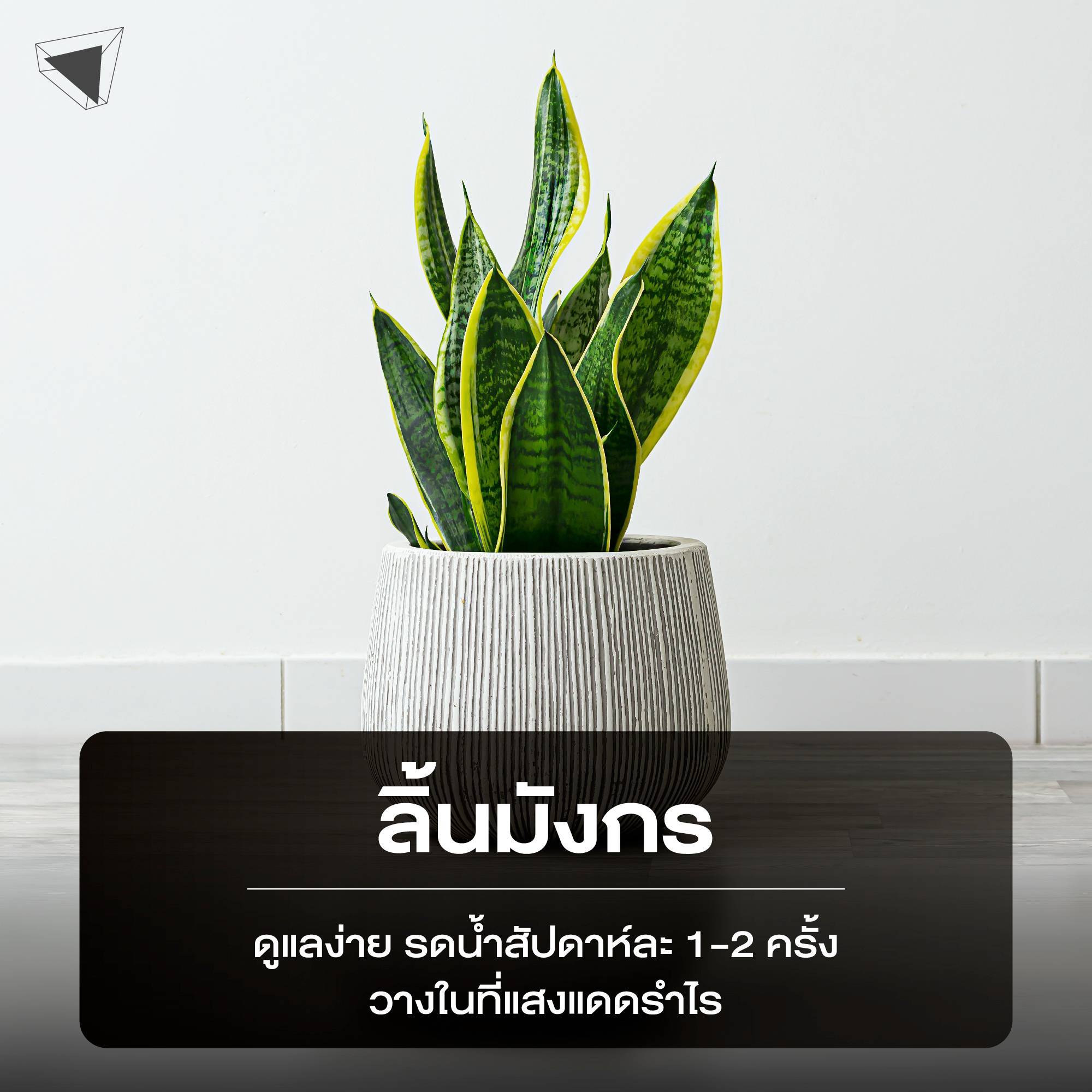 ต้นไม้ปลูกในบ้าน ลิ้นมังกร (Snake Plant)