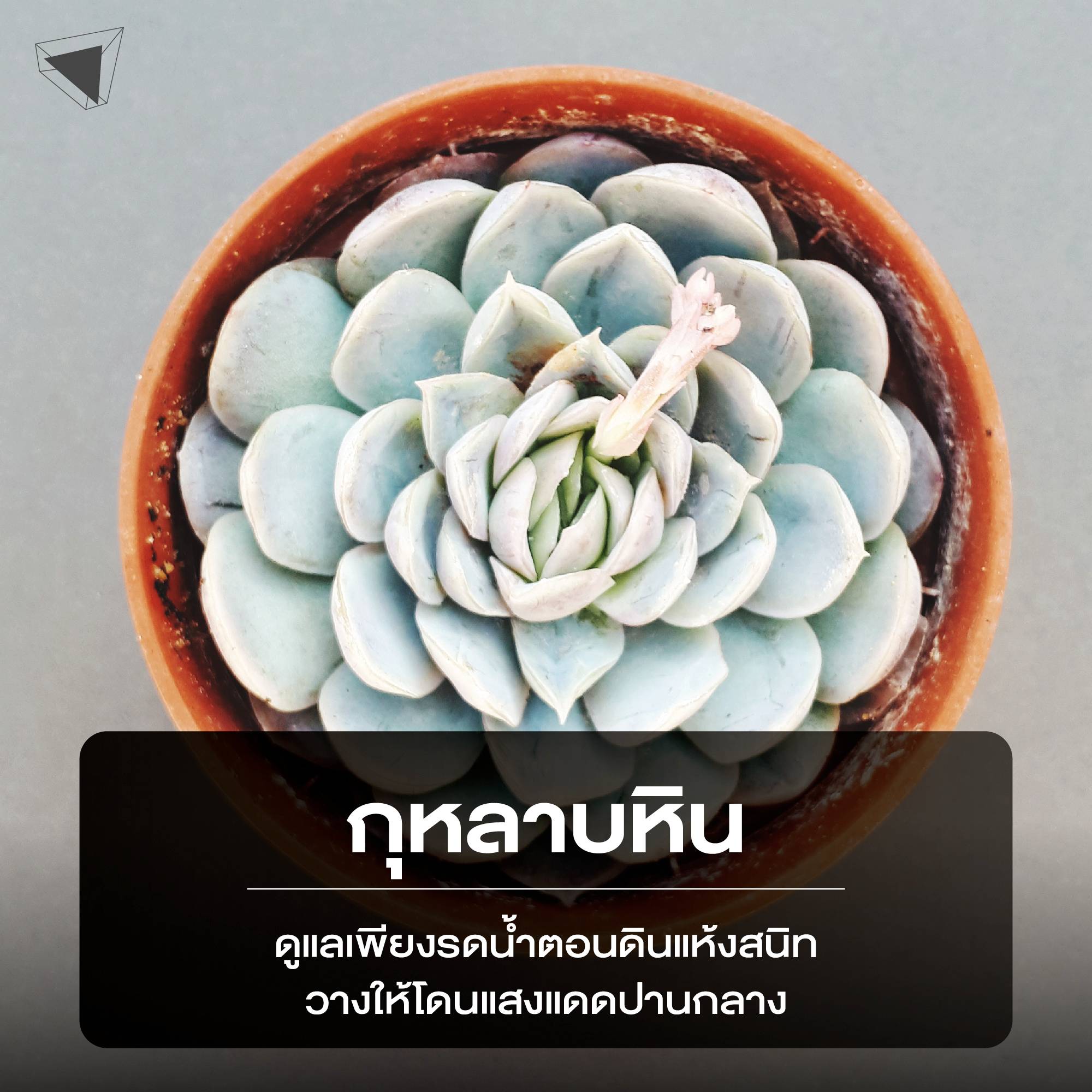 ต้นไม้ปลูกในบ้าน กุหลาบหิน (Echeverias)