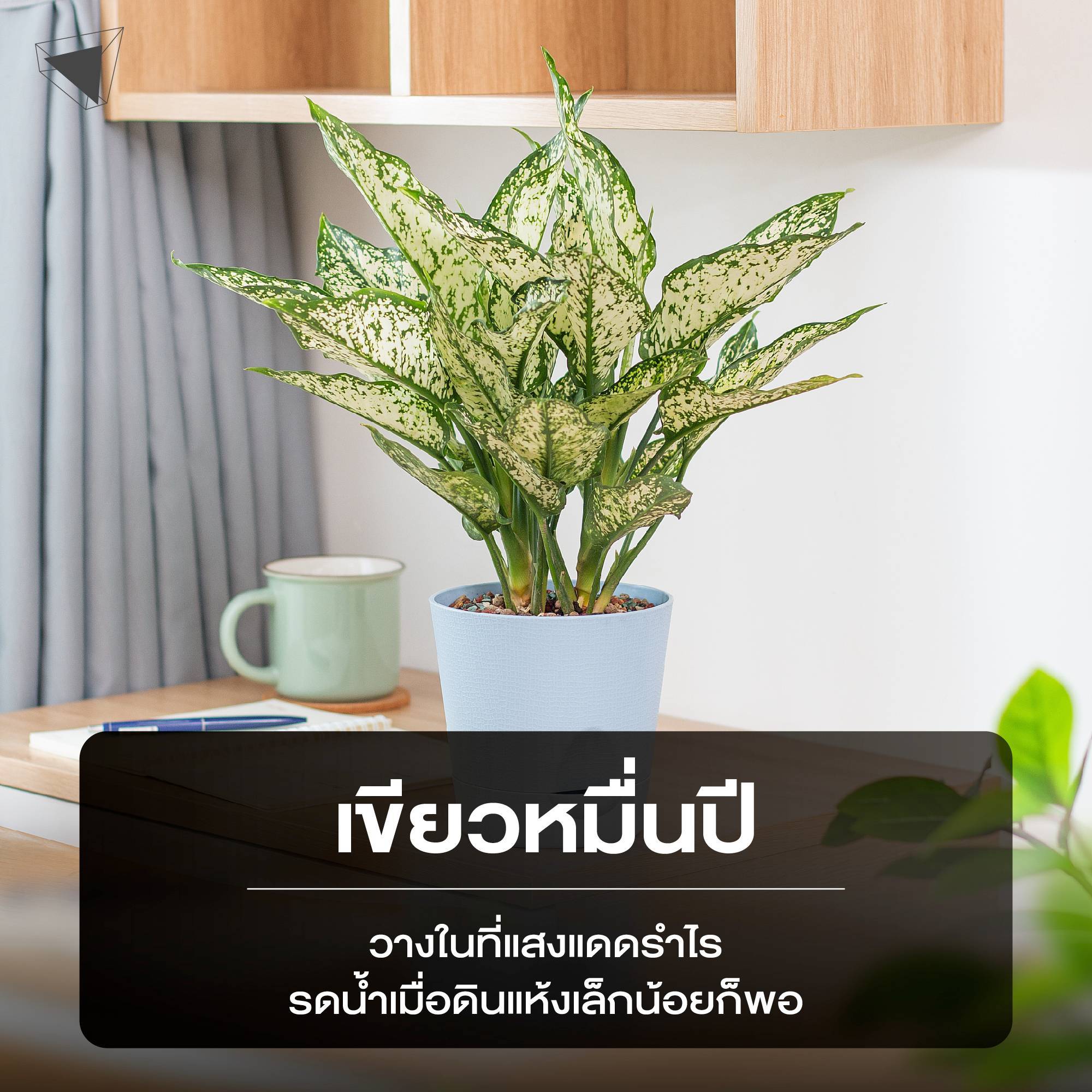 ต้นไม้ปลูกในบ้าน เขียวหมื่นปี (Chinese Evergreen)