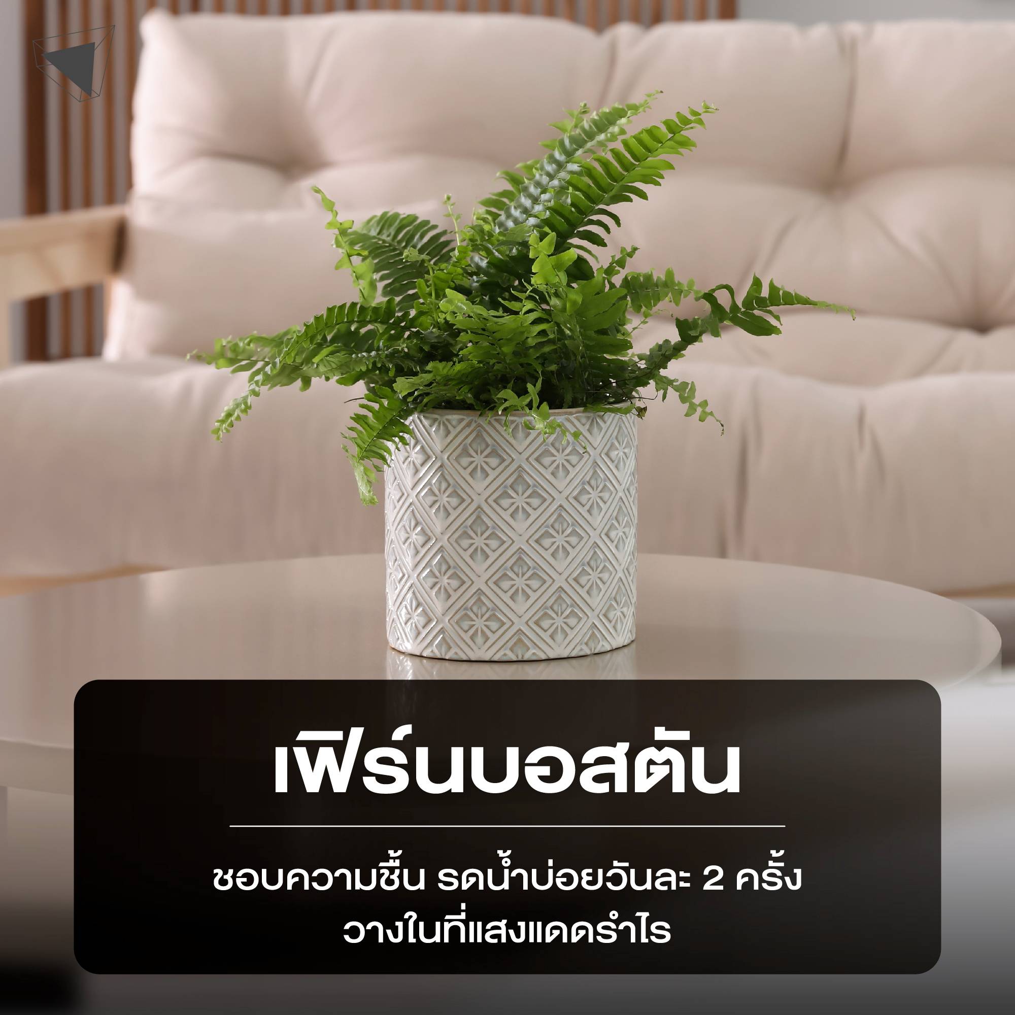 ต้นไม้ปลูกในบ้าน เฟิร์นบอสตัน (Boston Fern)