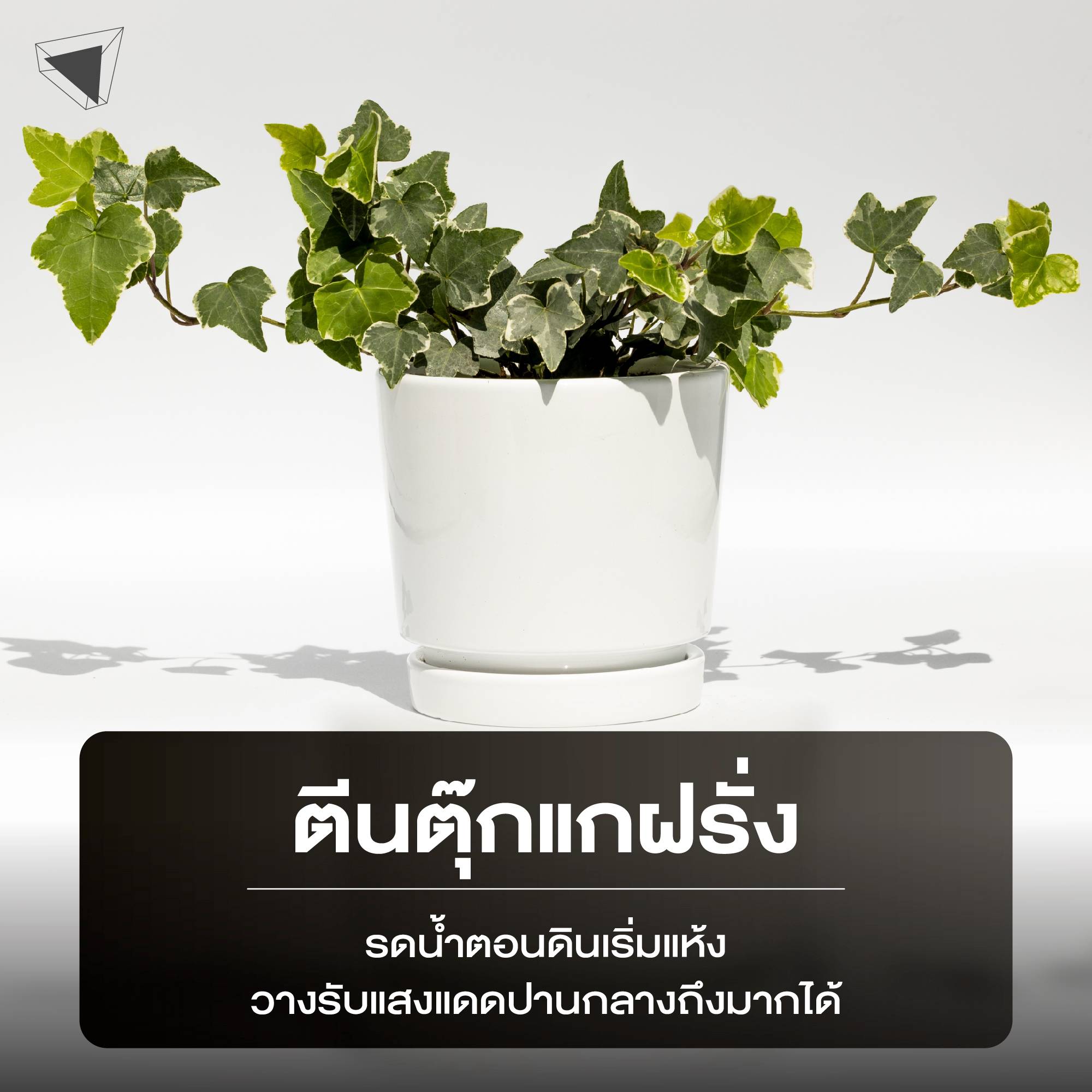 ต้นไม้ปลูกในบ้าน ตีนตุ๊กแกฝรั่ง (English Ivy)