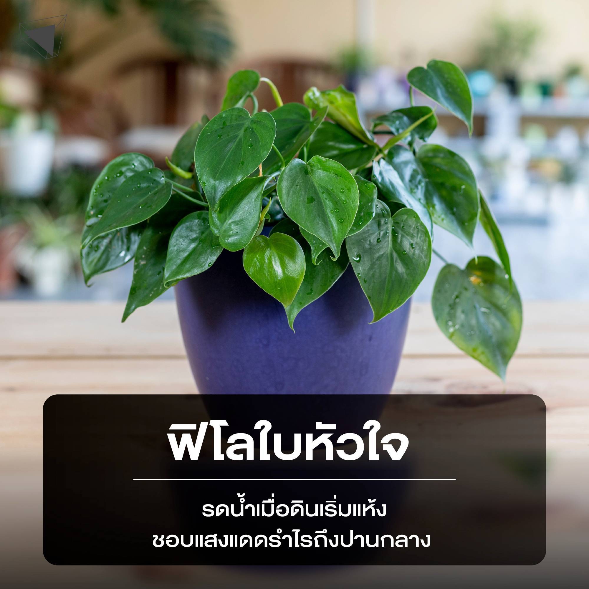 ต้นไม้ปลูกในบ้าน ฟิโลใบหัวใจ (Heart-Leaf Philodendron)