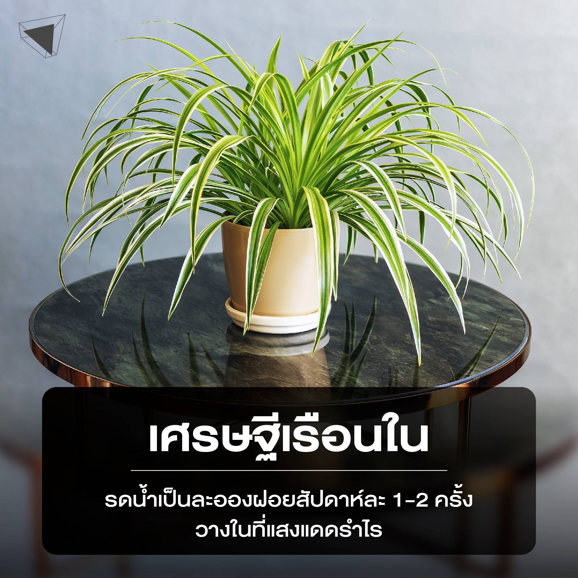 ต้นไม้ปลูกในบ้าน เศรษฐีเรือนใน (Spider Plants)