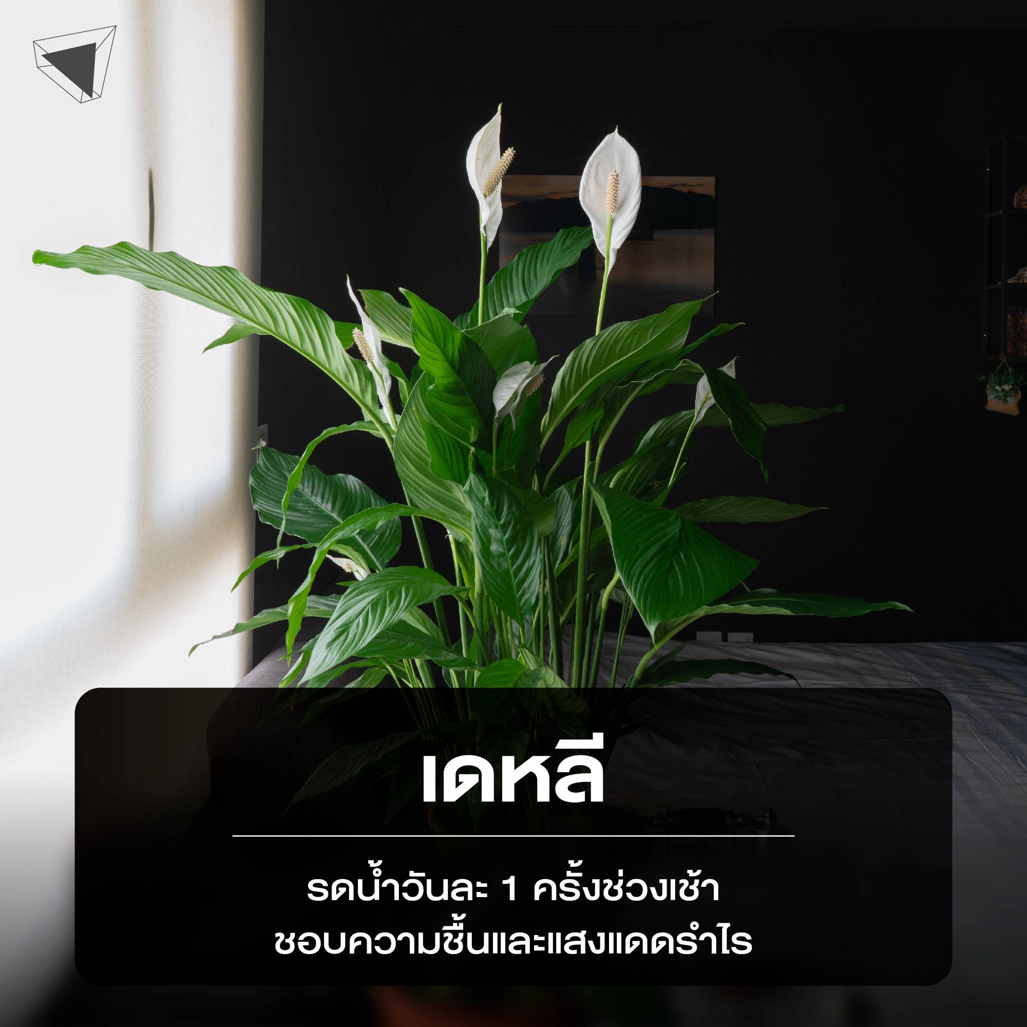 ต้นไม้ปลูกในบ้าน เดหลี (Peace Lily)