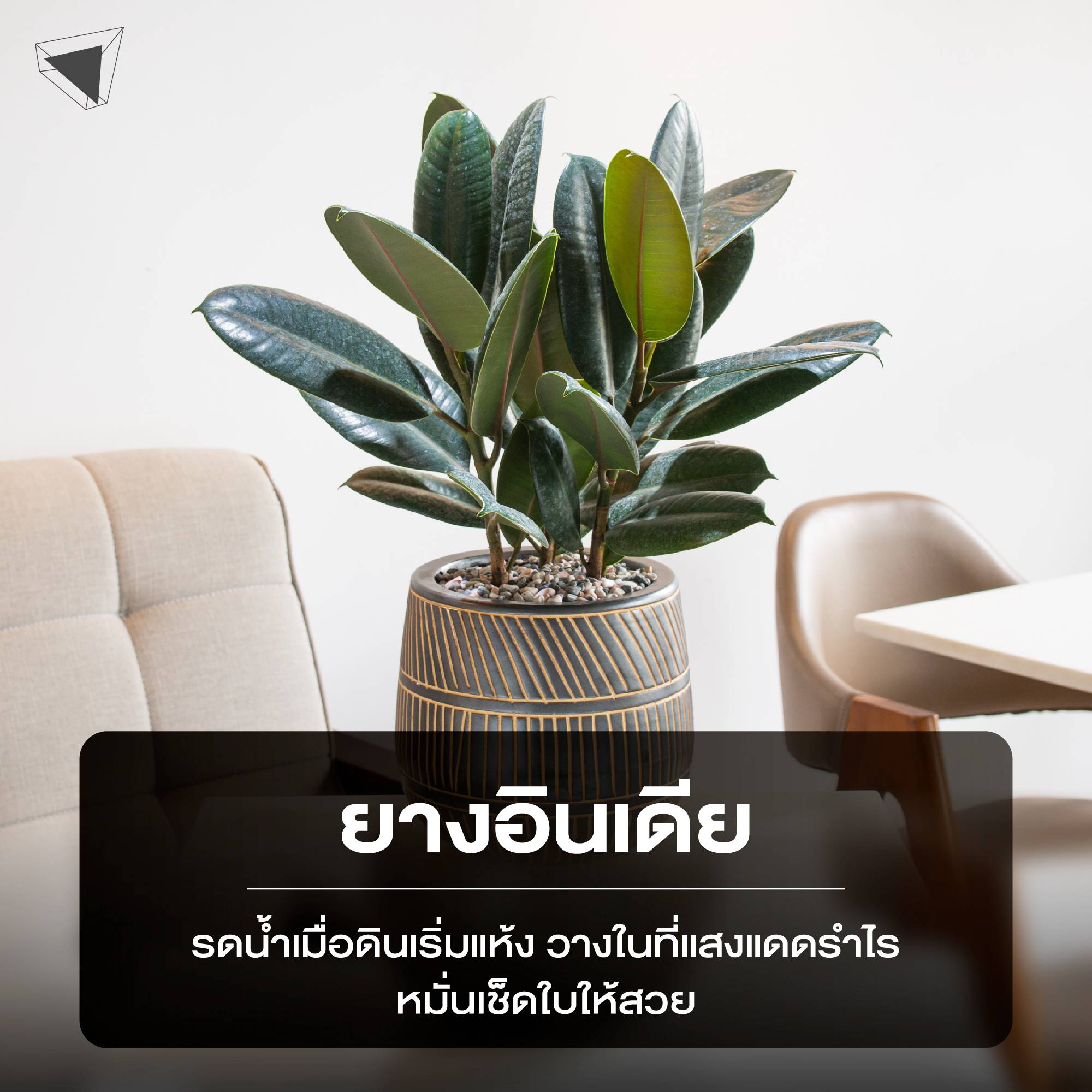 ต้นไม้ปลูกในบ้าน ยางอินเดีย (Rubber Plant)