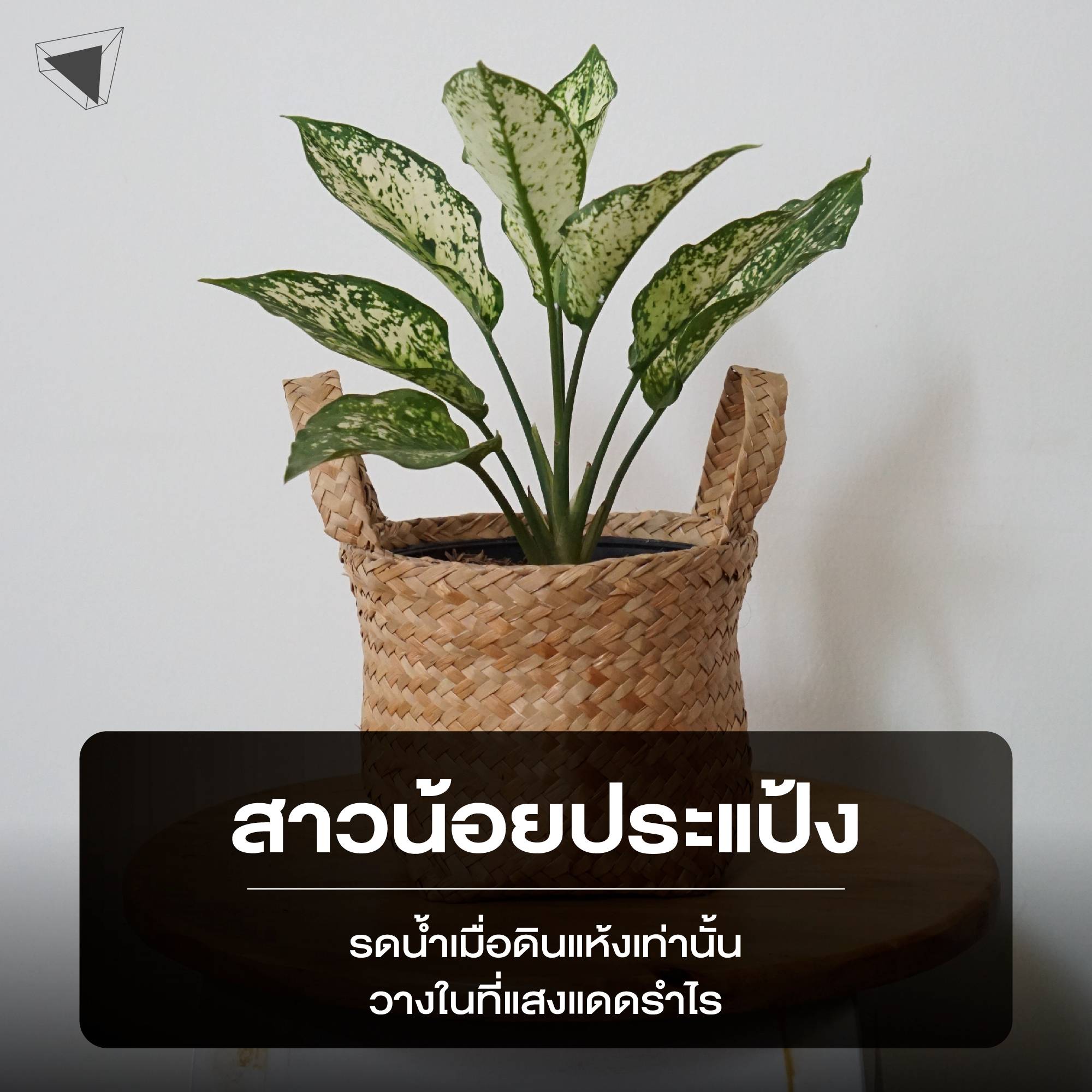 ต้นไม้ปลูกในบ้าน สาวน้อยประแป้ง (Dumb Cane)